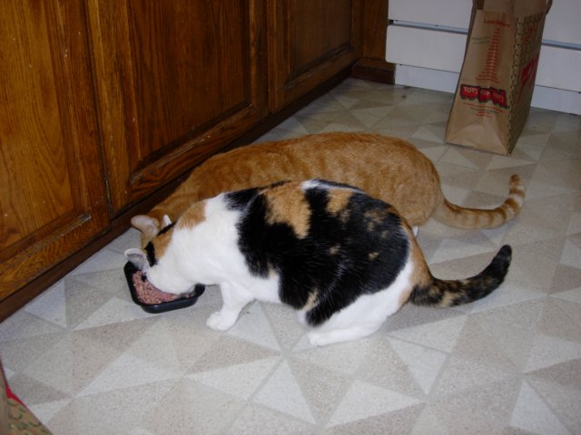 georgiablackwhitecattiggerorangecat.jpg